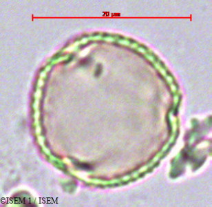 Solanum anomalum - lame n° 43